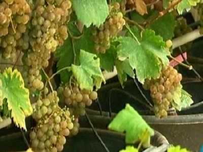 LABORATORIO VINO (9)  LEADOR BOSQUE